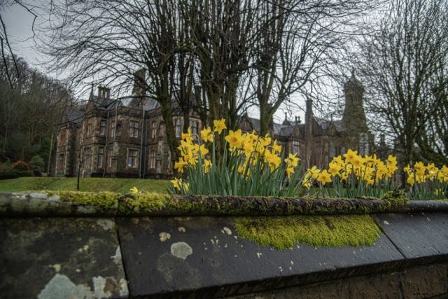 daffodils Mariners Home Greenock Inverclyde Scotland United Kingdom
