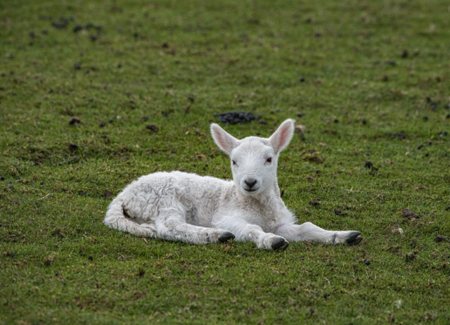 Lambs Overton Greenock Inverclyde Scotland United Kingdom
