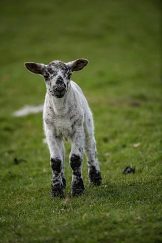 Lambs Overton Greenock Inverclyde Scotland