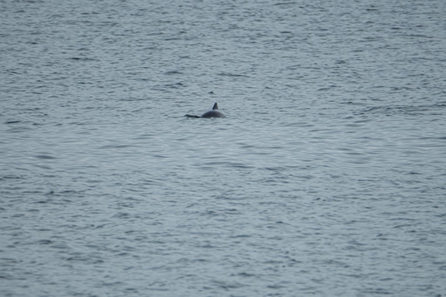 Dolphin maybe propose off Greenock Esplanade Inverclyde Scotland United Kingdom