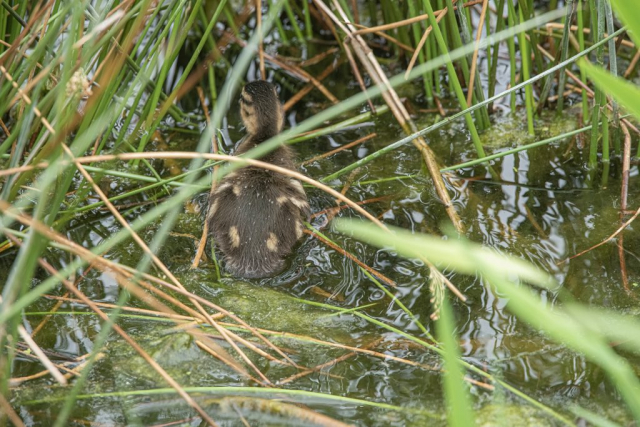 Duckling hide from swans Murdieston Park Greenock Inverclyde Scotland United Kingdom