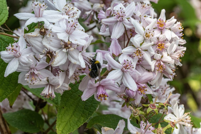 Bee on Flower in garden Greenock
