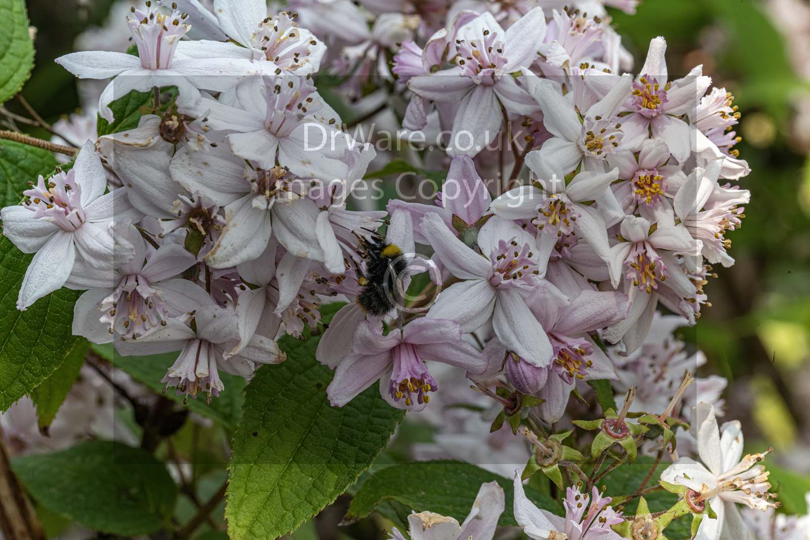 Bee on Flower in garden Greenock