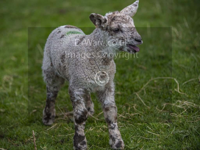 Lamb Overton Greenock Inverclyde Scotland United Kingdom