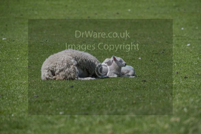 Sleep and lambs Greenock Old Largs Road Inverclyde Scotland United Kingdom
