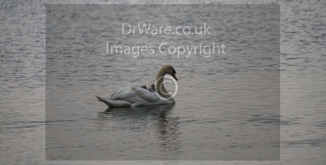 Murdieston Park Swan Cygnets Greenock Inverclyde Scotland United Kingdom