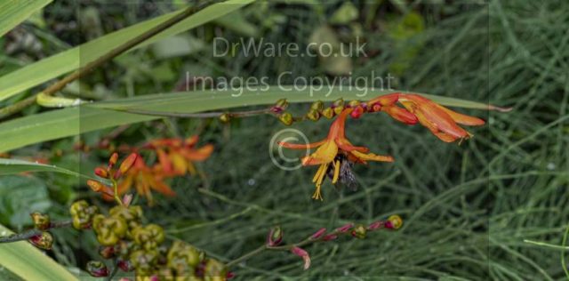 Flowers in Garden and bee