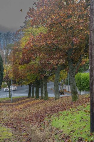Eldon Pl Greenock Inverclyde Scotland Autumn leafs United Kingdom