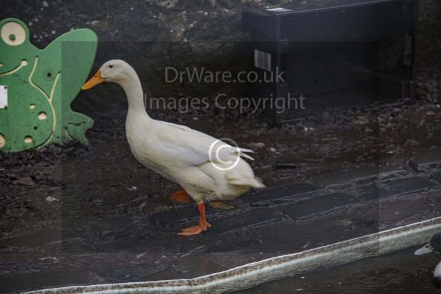 Nice weather for ducks Darroch park Gourock Inverclyde Scotland United Kingdom