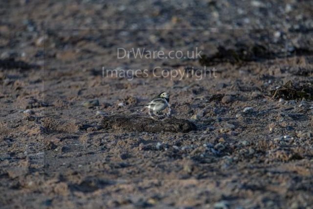 Pied Wagtall Lundersion bay Gourock Inverclyde Scotland