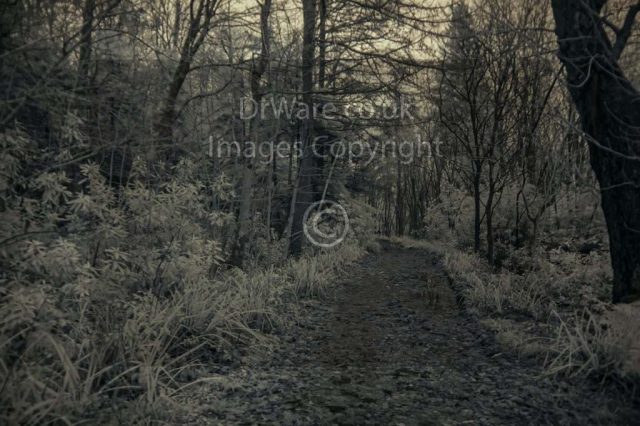 Inverkip Ardgowan Estate woods Inverclyde Scotland United Kingdom