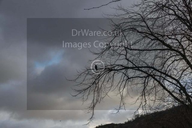 Crow Silhouette and tree cove road Gourock Inverclyde Scotland United Kingdom