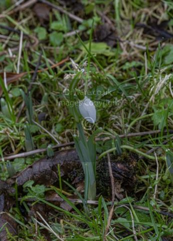 Snow Drops Inverkip old Cemetery Scotland United Kingdom