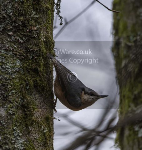 Nuthatch Lochwinnoch rspb Renfrewshire Scotland United Kingdom