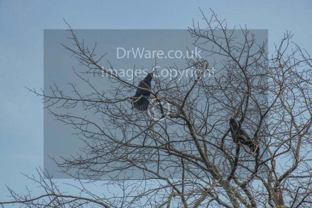 Crows Cove Road Gourock Inverclyde Scotland United Kingdom