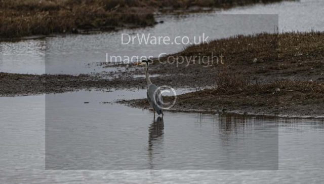 Gray heron Lochwinoch Renfrewshire Scotland United Kingdom