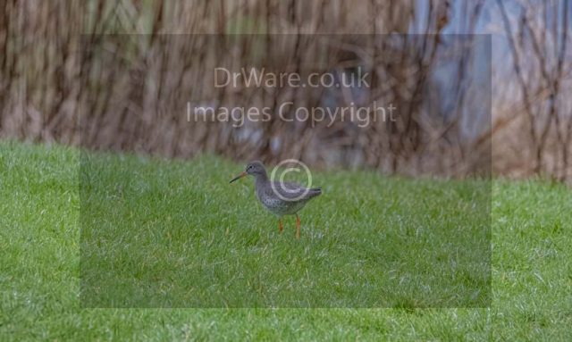 Young Bird Gourock Inverclyde Scotland United Kingdom