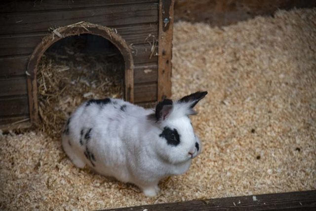 Rabbit Cardwell Garden centre lundersion bay Gourock Inverclyde Scotland United Kingdom