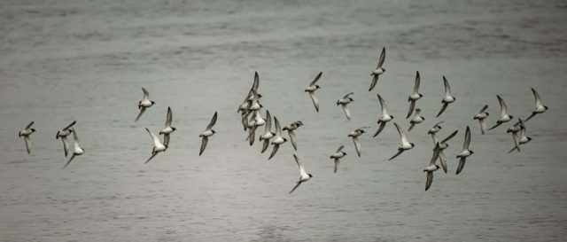 Oystercatcher Gourock Inverclyde Scotland Clyde United Kingdom