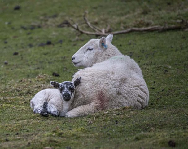 Lamb Old Largrs road Overton greenock Inverclyde Scotland United Kingdom