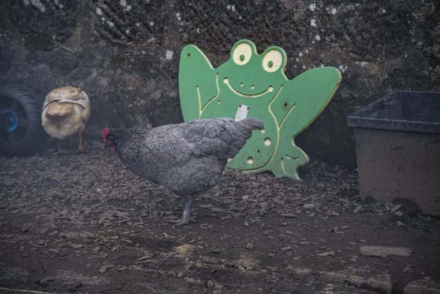 Cockerel Darroch park Gourock Inverclyde Scotland United Kingdom