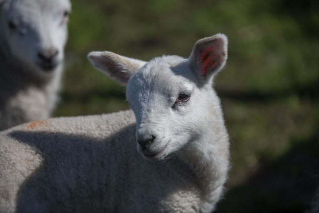 Lamb Overton Greenock Barbour Farm Inverclyde Scotland United Kingdom