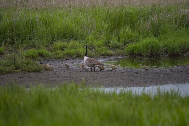 Gosling lochwinoch rsbp nature reserve Renfrewshire Scotland United Kingdom