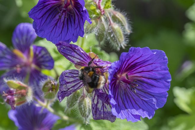 Bee on flower in garden at home