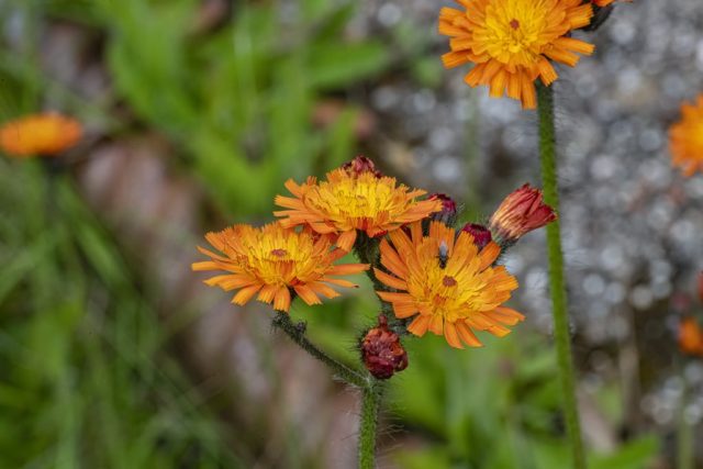 Foxcubs flowers in garden