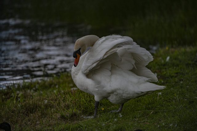 Swan Cowdenknowes Reservoir Murdieston Park Greenock Inverclyde Scotland United Kingdom