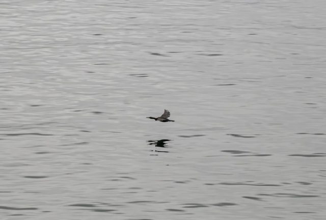 Shag fly up clyde from Cloch lighthouse Gourock Inverclyde Scotland United Kingdom