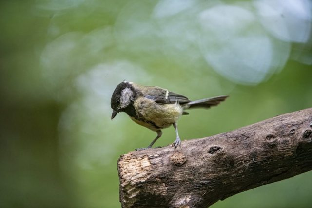 Great tit Lochwinnoch Renfrewshire Scotland United Kingdom