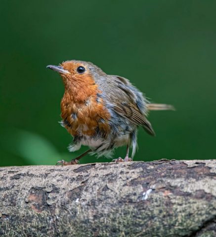 Robin Lochwinoch rspb renfewshire Scotland United Kingdom