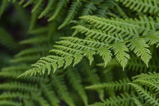 Thern in garden