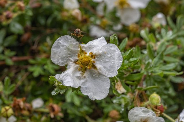 Flower Garden Dog Walking weather