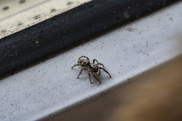 Jumping spider