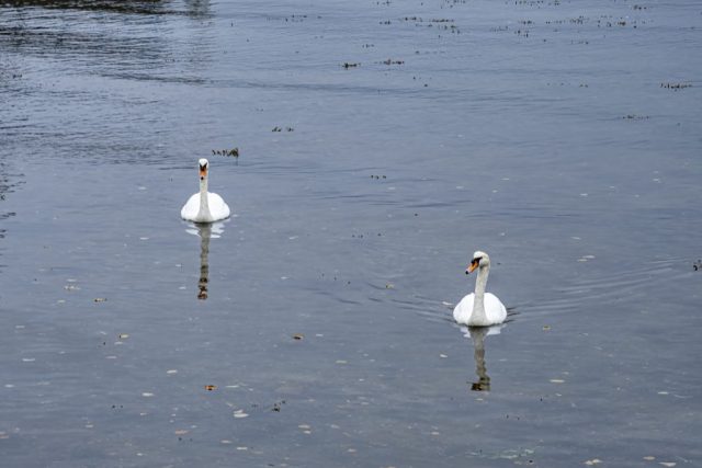 Swans Cardwell Bay Gourock Inverclyde Scotland Clyde United Kingdom
