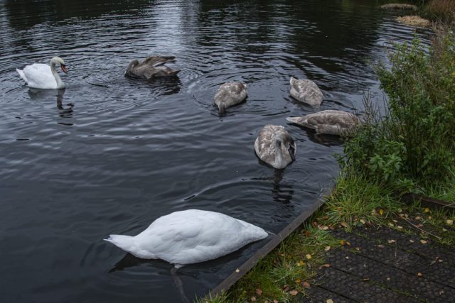 Swan And Cygnets Cowdenknowes Reservoir Murdieston Park Greenock Inverclyde Scotland United Kingdom